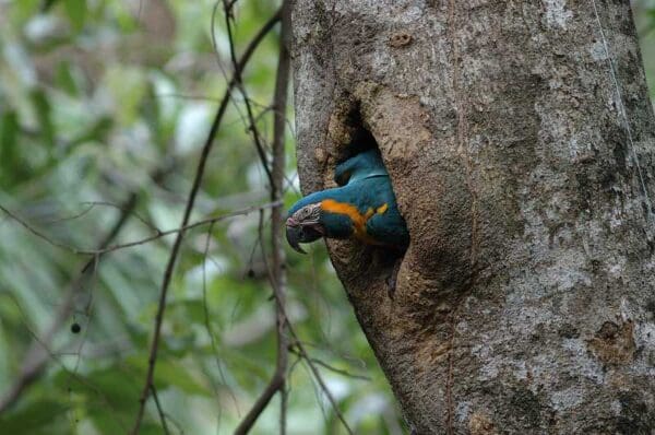 A wild Blue-throated Macaw peeks out of a nest cavity