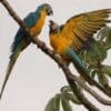Wild Blue-throated Macaws interact