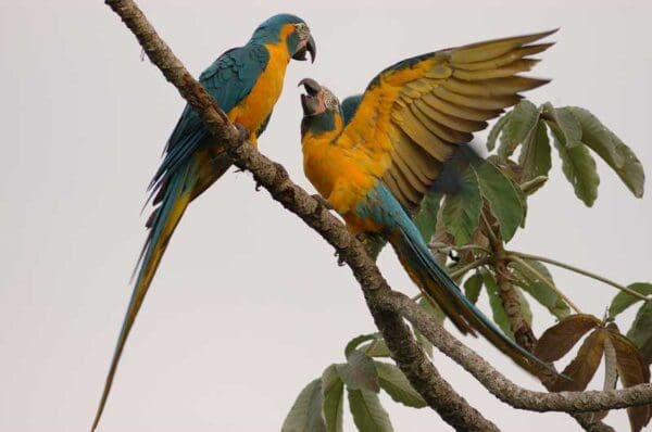 Wild Blue-throated Macaws interact