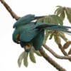 Wild Blue-throated Macaws interact