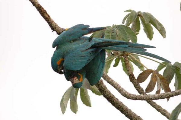 Wild Blue-throated Macaws interact