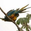 Wild Blue-throated Macaws preen each other