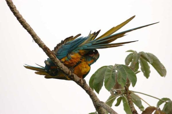 Wild Blue-throated Macaws preen each other