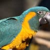 A Blue-throated Macaw perches on a branch at Paradise Park, UK