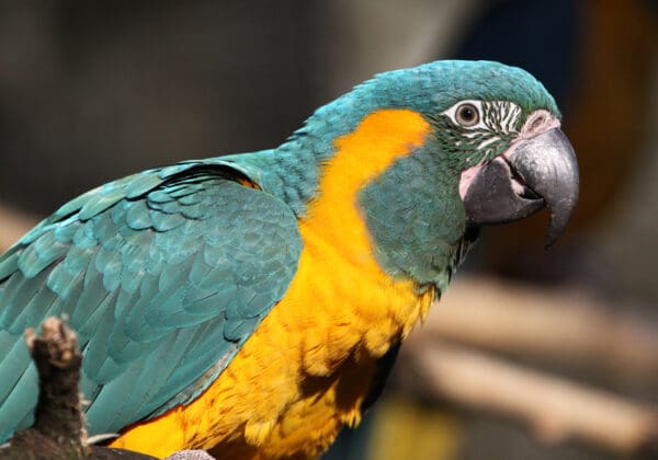 A Blue-throated Macaw perches on a branch at Paradise Park, UK