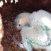 A wild Blue-throated Macaw chick rests in a nest