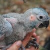 A wild Blue-throated Macaw chick is examined by conservation worker