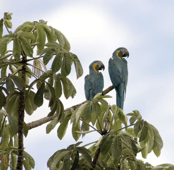 Wild Blue-throated Macaws perch in a leafy tree