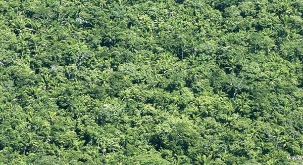 Blue-throated Macaws: Habitat Restoration