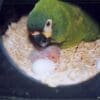 A Blue-winged Macaw tends to its chick