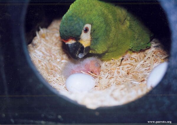 A Blue-winged Macaw tends to its chick