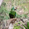 A companion Blue-winged Macaw perches in a large aviary