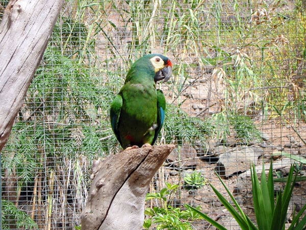 A companion Blue-winged Macaw perches in a large aviary