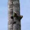 Wild Blue-winged Macaws perch at a nest cavity
