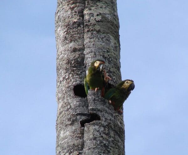 Wild Blue-winged Macaws perch at a nest cavity
