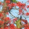 Wild Blue-winged Macaws forage in a flowering tree