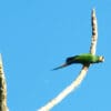 A wild Blue-winged Macaw perches on a branch