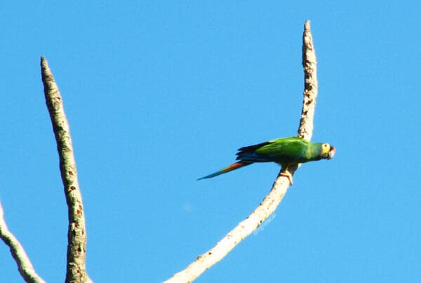 A wild Blue-winged Macaw perches on a branch