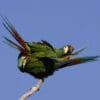 Wild Blue-winged Macaws allopreen