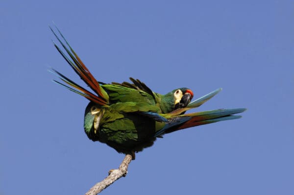 Wild Blue-winged Macaws allopreen