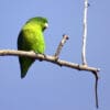 A wild Blue-winged Parrotlet perches on a branch