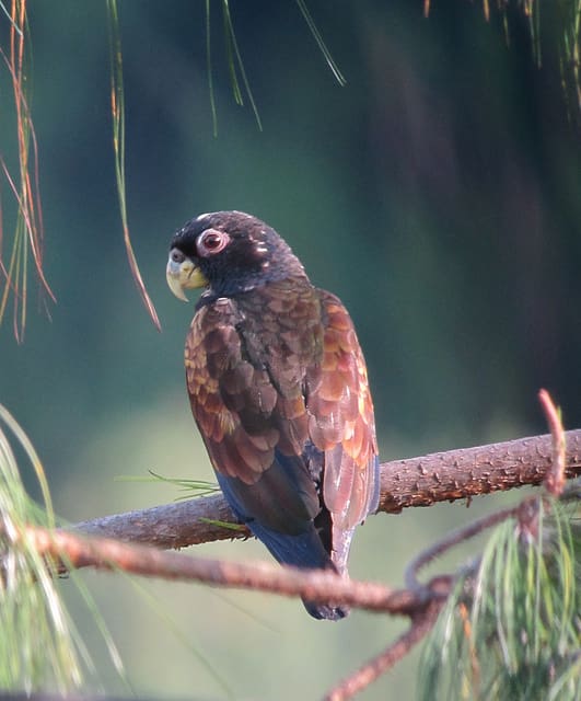 A wild Bronze-winged Parrot perches on a branch