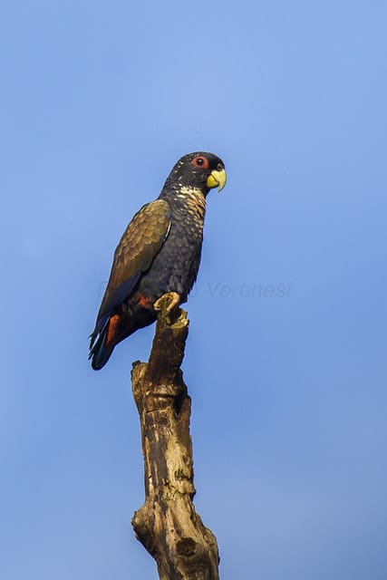 A wild Bronze-winged Parrot perches atop a branch