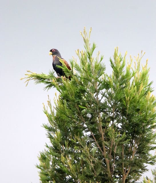 A wild Bronze-winged Parrot perches atop a tree