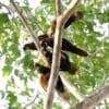 Wild Brown Lories perch high in a tree