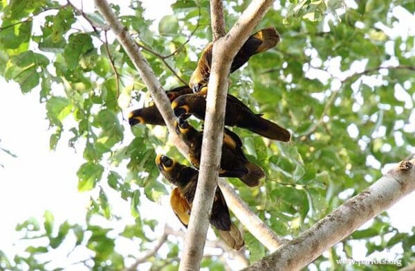 Wild Brown Lories perch high in a tree