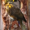 A Brown Lory in Paradise Park, UK perches near a nest box