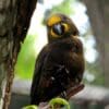 A Brown Lory perches on a branch