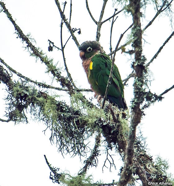 A wild Brown-breasted Conure perches on a mossy branch