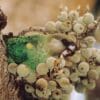 A wild Brown-headed Parrot feeds on fruits