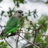 A wild Brown-headed Parrot perches on a branch