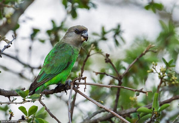 A wild Brown-headed Parrot perches on a branch