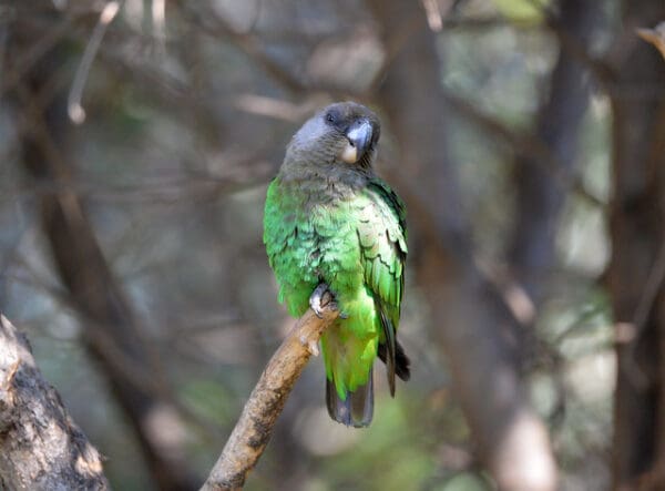 A wild Brown-headed Parrot perches atop a branch
