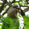 A wild Brown-headed Parrot feeds on seeds