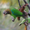 A wild Brown-hooded Parrot clings to a branch