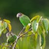 Wild Brown-hooded Parrots perch in a leafy tree