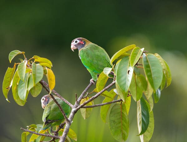 Wild Brown-hooded Parrots perch in a leafy tree