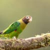 A wild Brown-hooded Parrot perches on a vegetation-covered branch