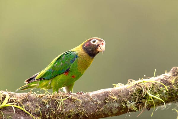 A wild Brown-hooded Parrot perches on a vegetation-covered branch