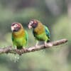 Wild Brown-hooded Parrots perch on a branch