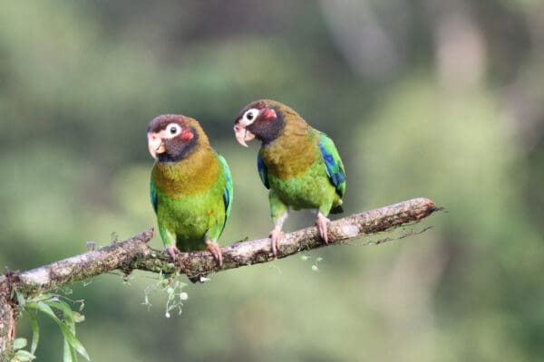 Wild Brown-hooded Parrots perch on a branch