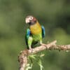 A wild Brown-hooded Parrot perches on a branch