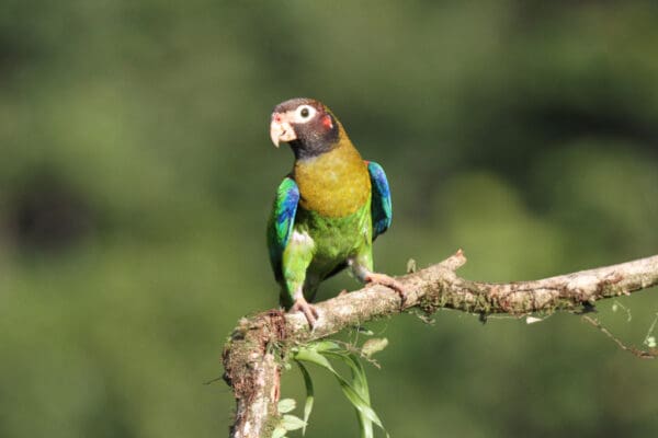 A wild Brown-hooded Parrot perches on a branch