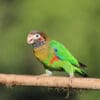 A wild Brown-hooded Parrot perches on a branch