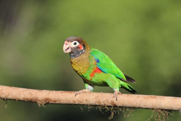 A wild Brown-hooded Parrot perches on a branch