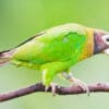 A wild Brown-hooded Parrot perches on a branch
